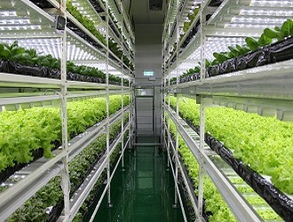 打破传统蔬菜生产模式 LED植物工厂